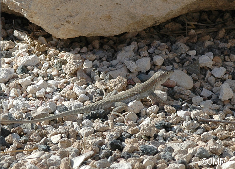 Lzard de Schreiber