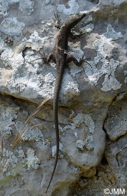 Algyroides nigropunctatus