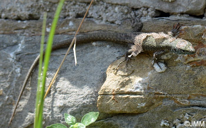 Algyroides nigropunctatus