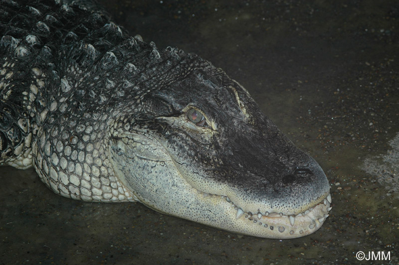 Alligator mississippiensis