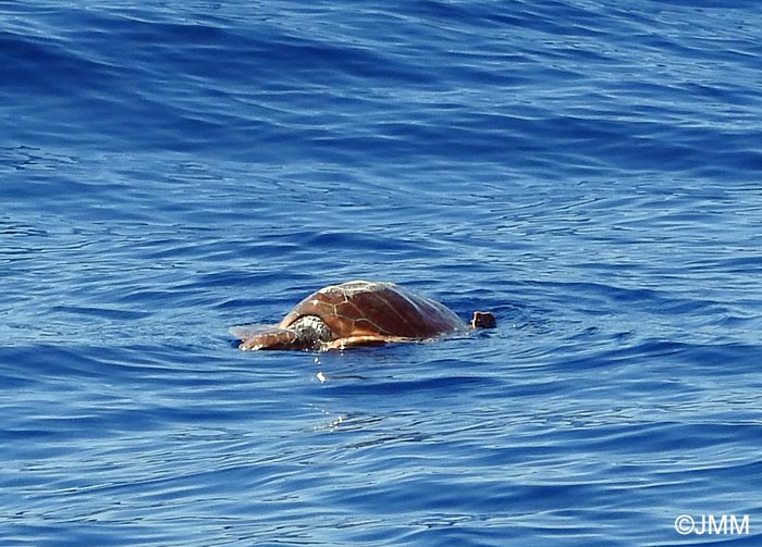 Caretta caretta