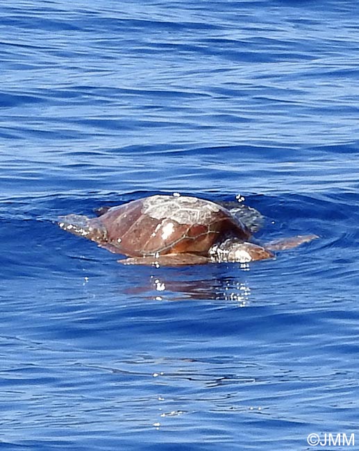 Caretta caretta