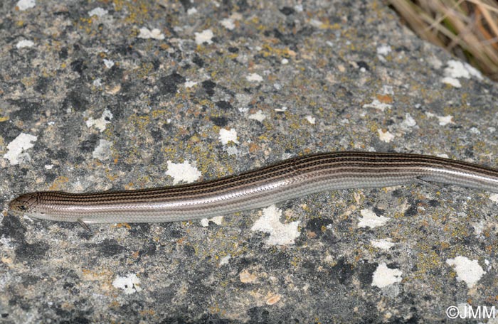 Chalcides striatus : Seps stri