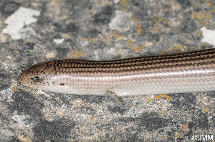 Chalcides striatus : Seps stri