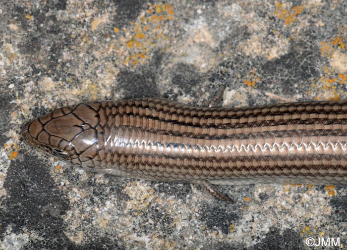 Chalcides striatus : Seps stri