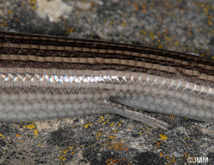 Chalcides striatus : Seps stri