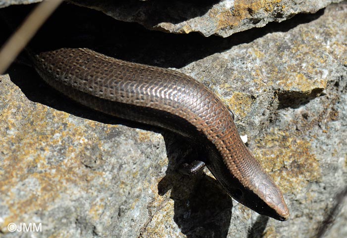 Chalcides viridanus : Seps dor