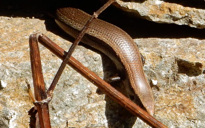 Chalcides viridanus : Seps dor