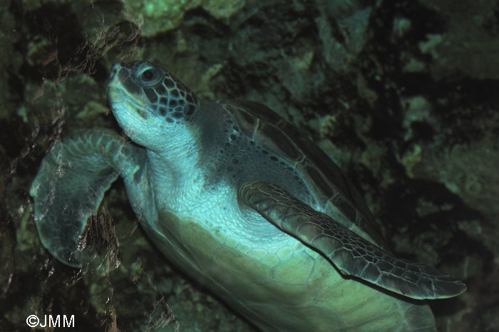 Chelonia mydas : Tortue verte