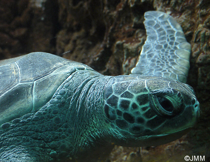 Chelonia mydas : Tortue verte