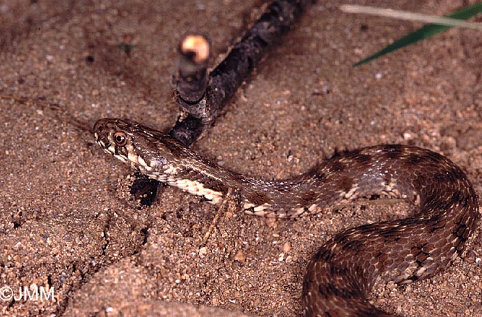 Natrix maura : couleuvre viprine