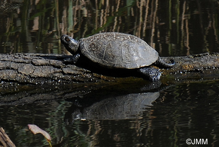 Emys orbicularis