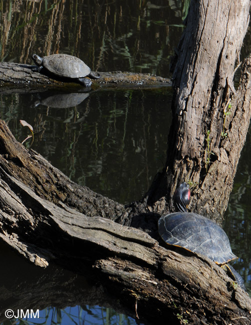 Cistude d'Europe et Tortue de Floride