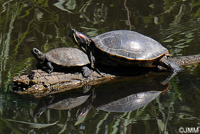 Cistude d'Europe et Tortue de Floride