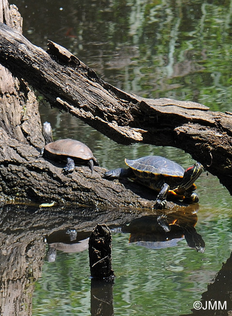 Cistude d'Europe et Tortue de Floride