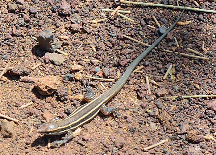 Gallotia atlantica mahoratae : Lzard atlantique de Fuerteventura