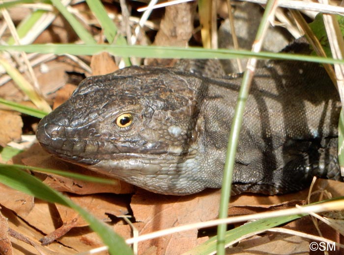 Gallotia galloti eisentrauti