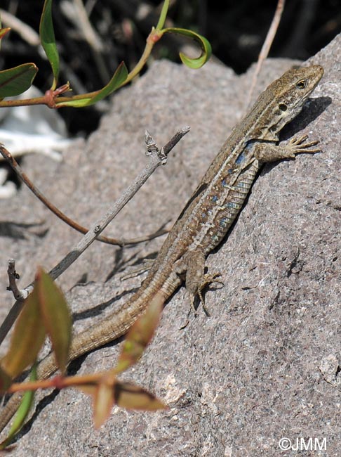 Gallotia galloti eisentrauti