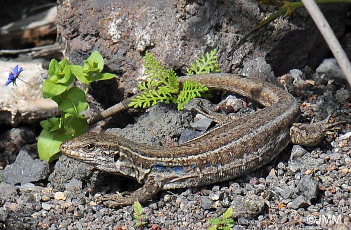 Gallotia galloti eisentrauti