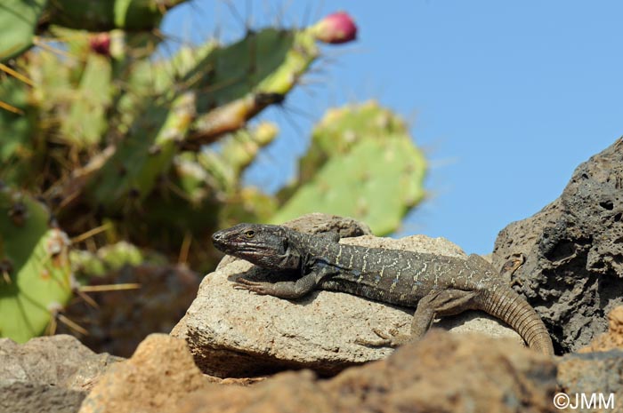 Gallotia galloti eisentrauti & Opuntia dillenii