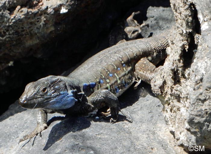 Gallotia galloti palmae : Lzard de La Palma