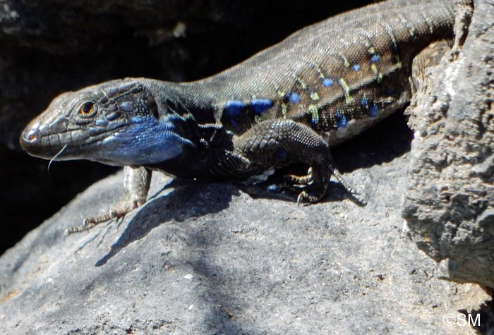 Gallotia galloti palmae : Lzard de La Palma