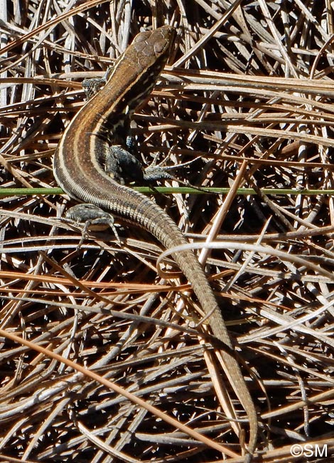 Gallotia galloti palmae : Lzard de La Palma