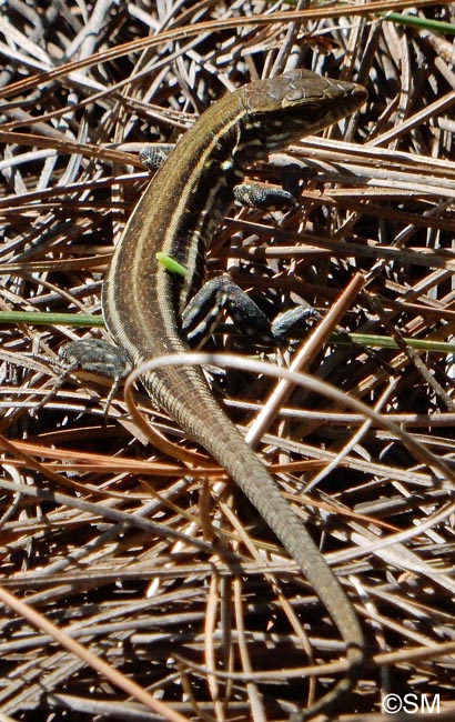 Gallotia galloti palmae : Lzard de La Palma