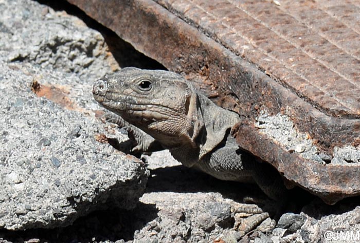 Gallotia stehlini