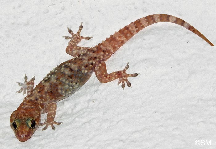 Hemidactylus turcicus : Hmidactyle verruqueux