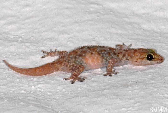 Hemidactylus turcicus : Hmidactyle verruqueux