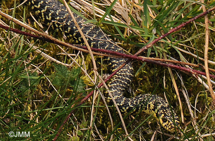 Hierophis viridiflavus : Couleuvre verte et jaune