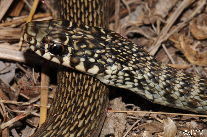 Hierophis viridiflavus