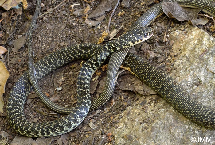 Hierophis viridiflavus : Couleuvre verte et jaune