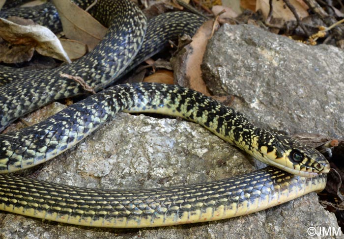 Hierophis viridiflavus : Couleuvre verte et jaune