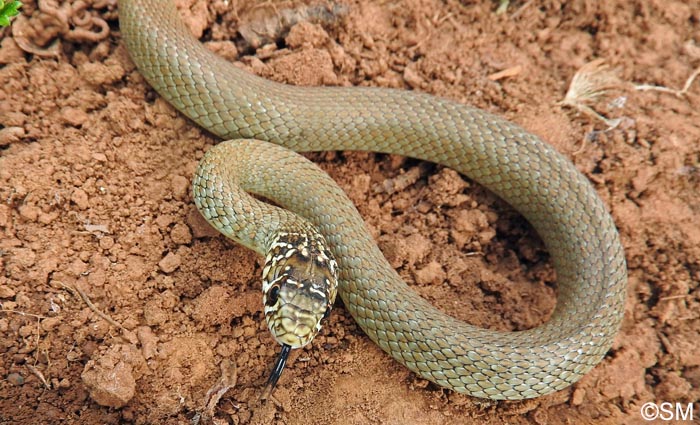 Hierophis viridiflavus