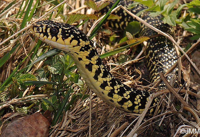 Hierophis viridiflavus