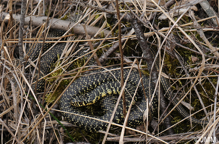 Hierophis viridiflavus : Couleuvre verte et jaune