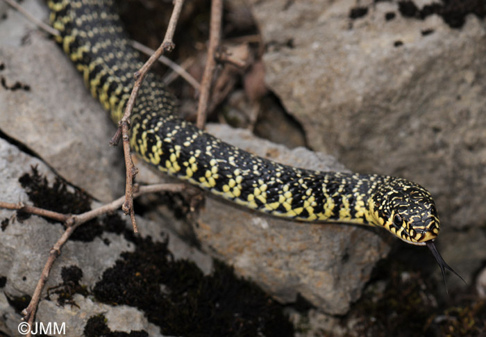 Hierophis viridiflavus : Couleuvre verte et jaune