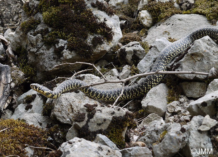 Hierophis viridiflavus : Couleuvre verte et jaune