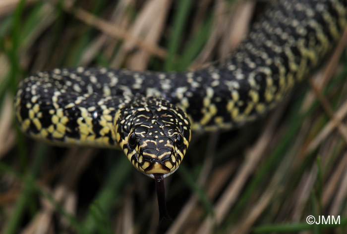 Hierophis viridiflavus : Couleuvre verte et jaune