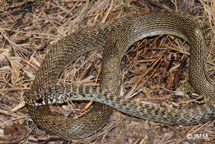 Hierophis viridiflavus