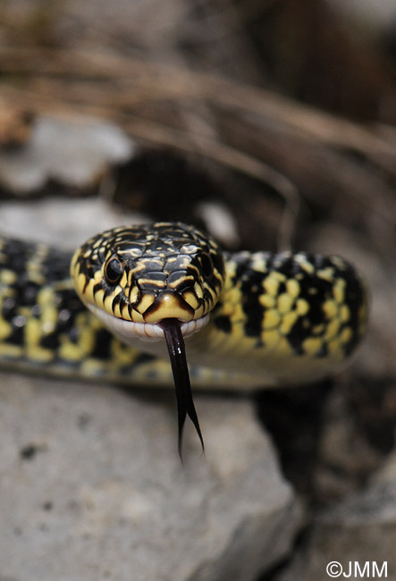 Hierophis viridiflavus : Couleuvre verte et jaune