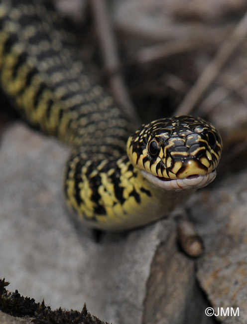 Hierophis viridiflavus : Couleuvre verte et jaune