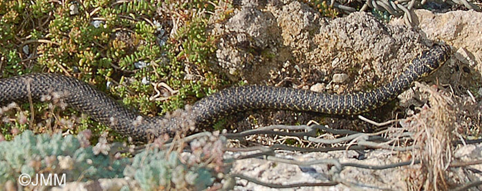 Hierophis viridiflavus : Couleuvre verte et jaune