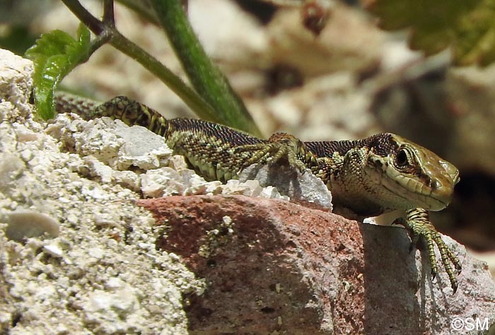 Iberolacerta horvathi