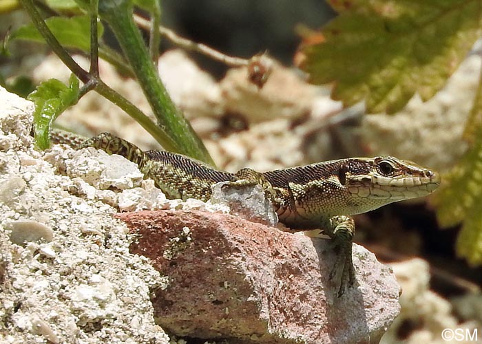 Iberolacerta horvathi