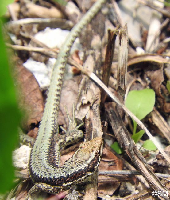 Iberolacerta horvathi