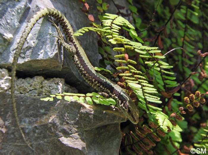 Iberolacerta horvathi & Asplenium trichomanes