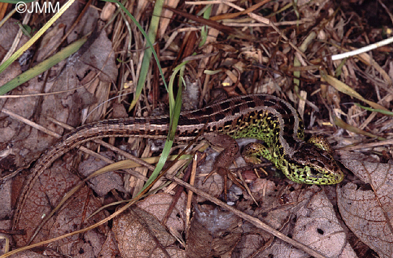 Lacerta agilis : lzard des souches